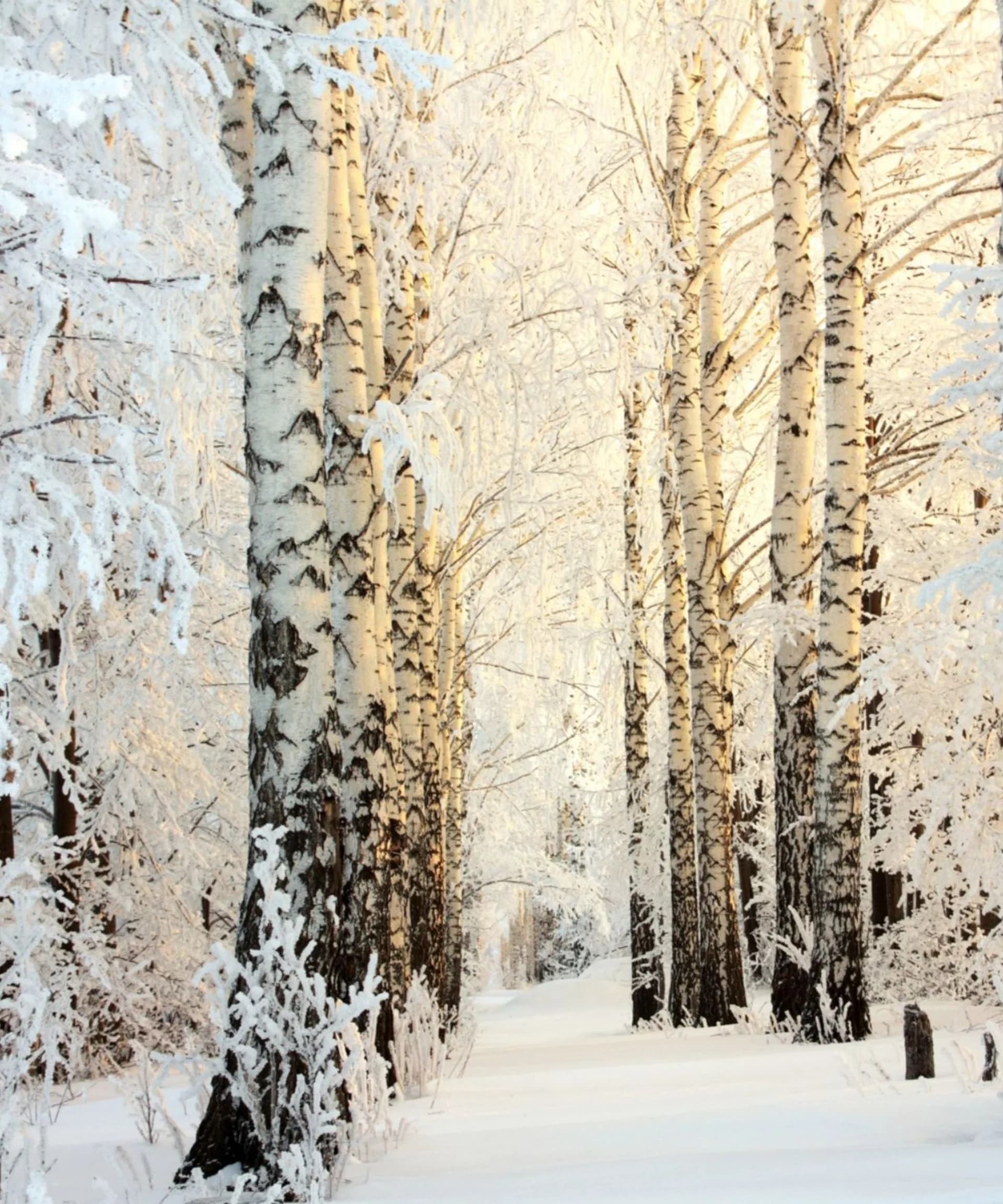 Snow-covered birch trees lining a serene winter pathway — get in touch with MT Lux Real Estate for Western Montana real estate consultations.